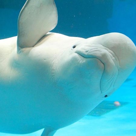 Kamogawa Sea World Hotel Εξωτερικό φωτογραφία