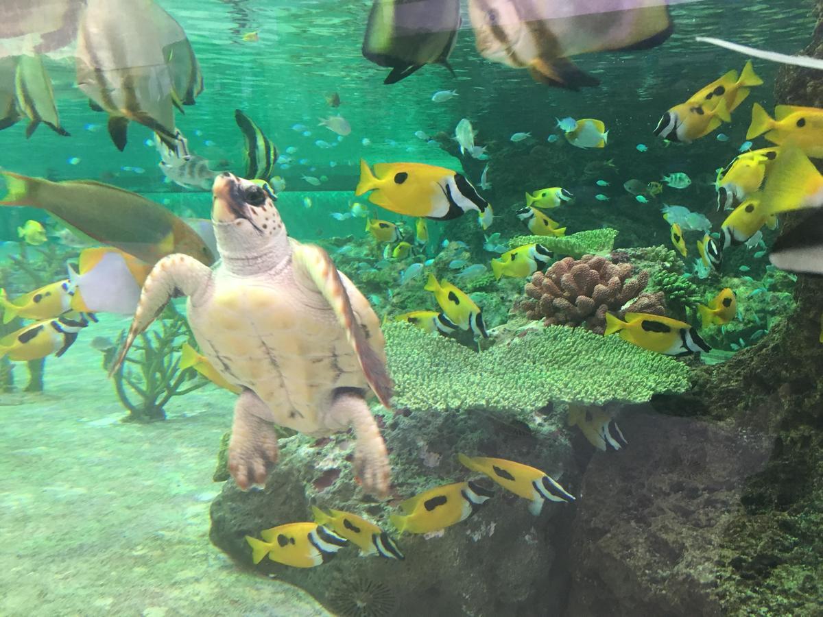 Kamogawa Sea World Hotel Εξωτερικό φωτογραφία