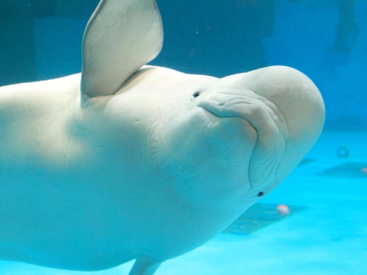 Kamogawa Sea World Hotel Εξωτερικό φωτογραφία