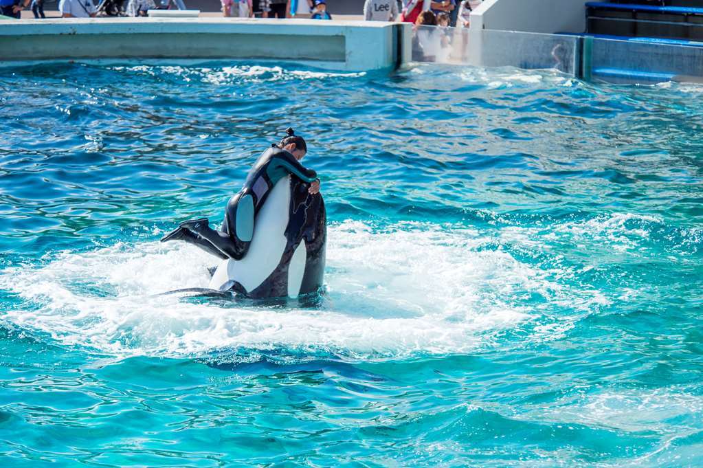 Kamogawa Sea World Hotel Ανέσεις φωτογραφία